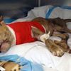 $20K Reward Offered For Info About Pit Bull Pup Tossed From Moving Car